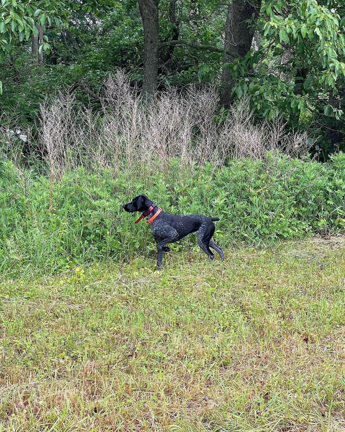 German Shorthaired Pointer Puppies breeder image 4
