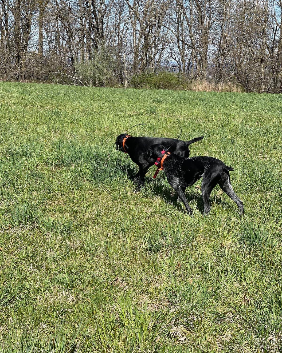German Shorthaired Pointer Puppies breeder image 5