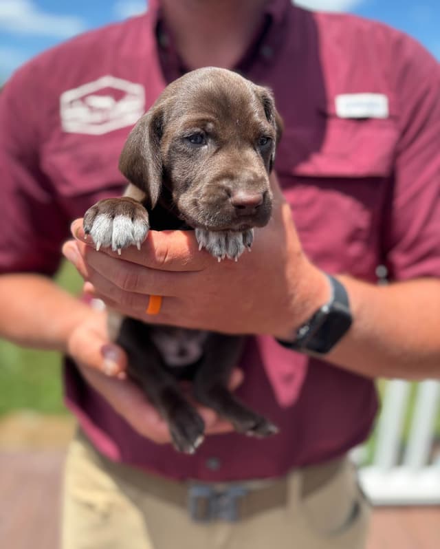 German Shorthaired Pointer Puppies media 3