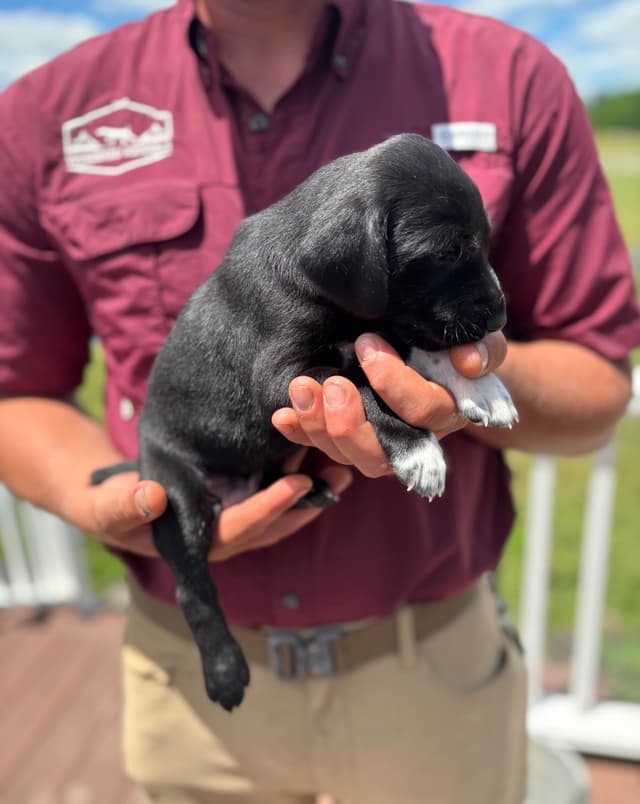 German Shorthaired Pointer Puppies media 2