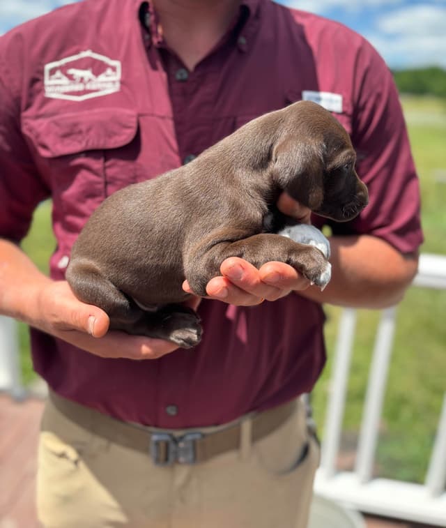 German Shorthaired Pointer Puppies media 4