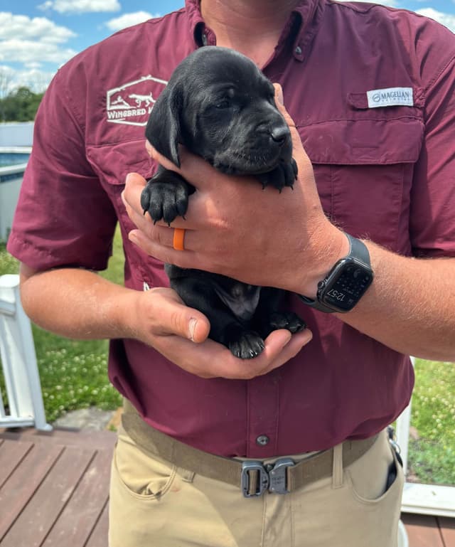 German Shorthaired Pointer Puppies media 5