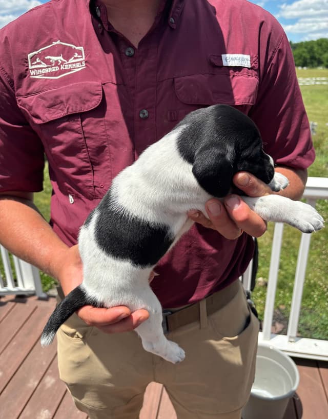 German Shorthaired Pointer Puppies media 7