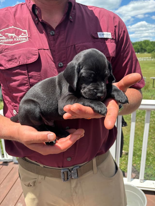 German Shorthaired Pointer Puppies media 6