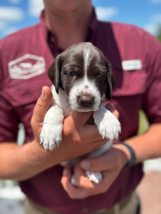 German Shorthaired Pointer Puppies media 9