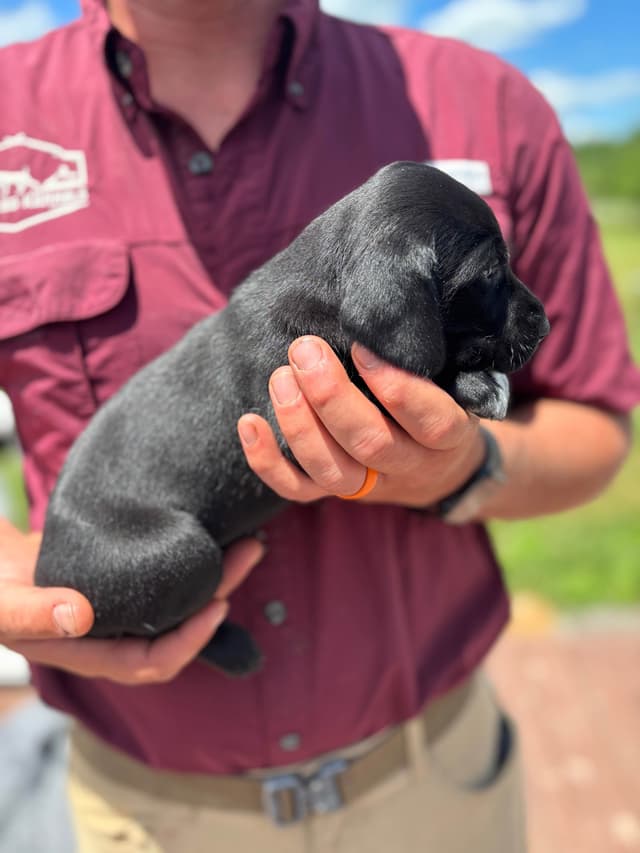 German Shorthaired Pointer Puppies media 14