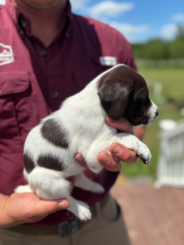 German Shorthaired Pointer Puppies media 10