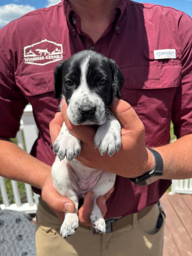 German Shorthaired Pointer Puppies media 11