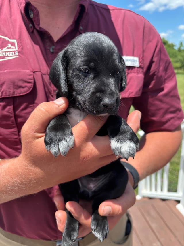 German Shorthaired Pointer Puppies media 13