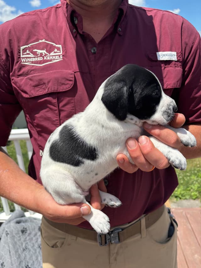 German Shorthaired Pointer Puppies media 12