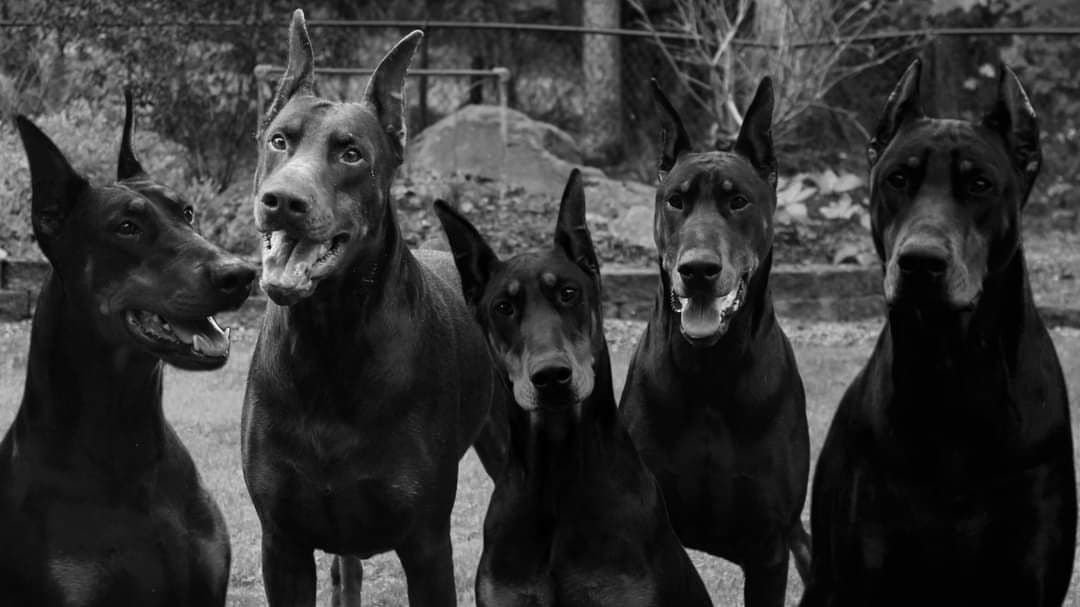 Doberman Pinscher Puppies breeder image 1