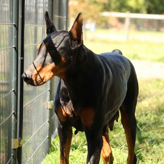 Doberman Pinscher Puppies media 2
