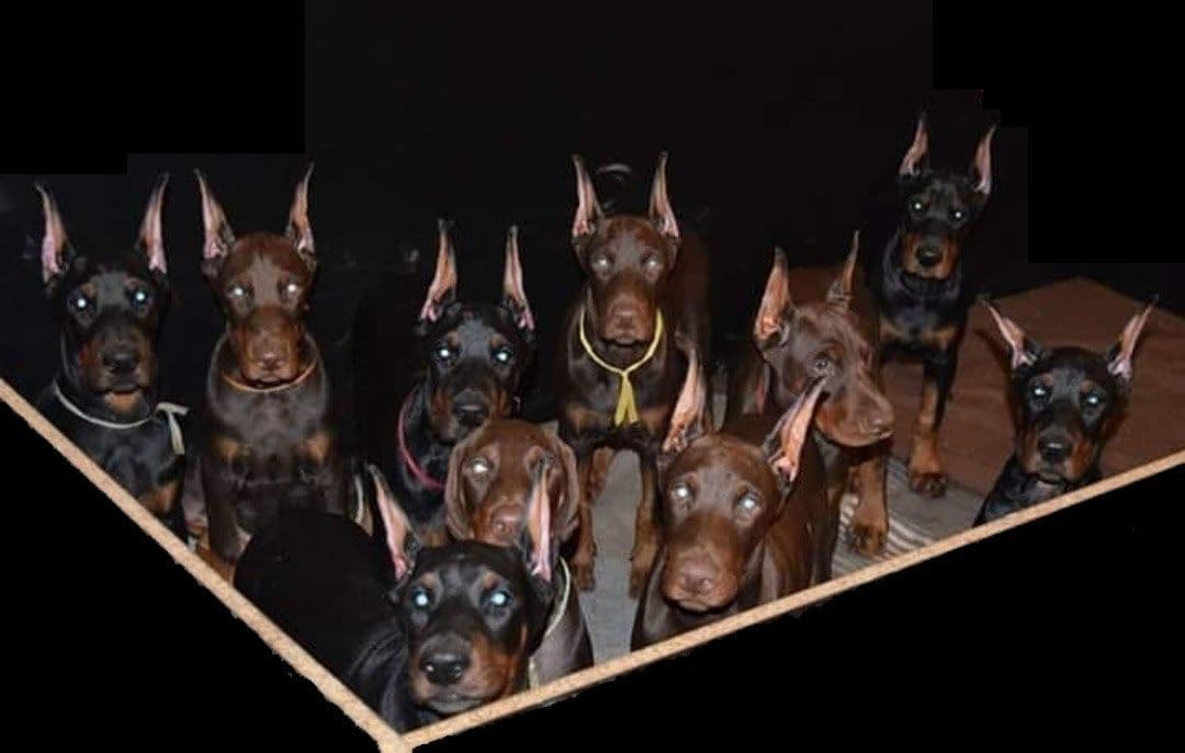 100% European Doberman Puppies Health Tested and Balanced Temperament breeder image 6