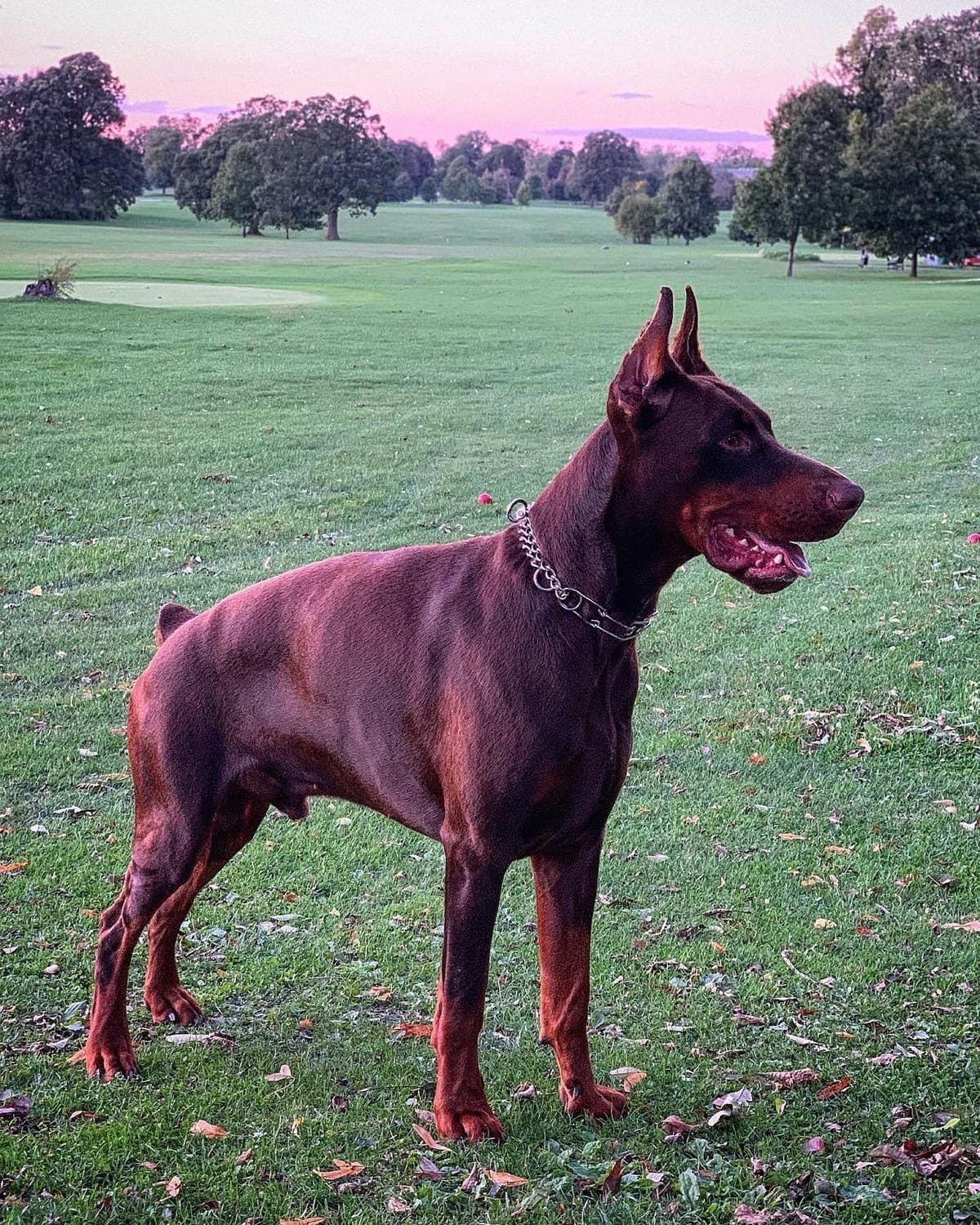 100% European Doberman Puppies Health Tested and Balanced Temperament breeder image 8