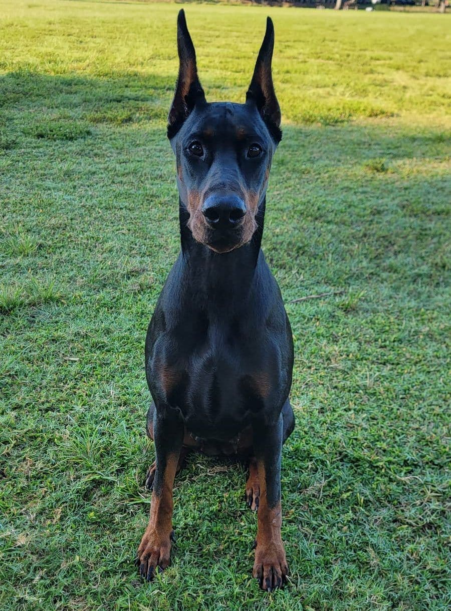 100% European Doberman Puppies Health Tested and Balanced Temperament breeder image 20