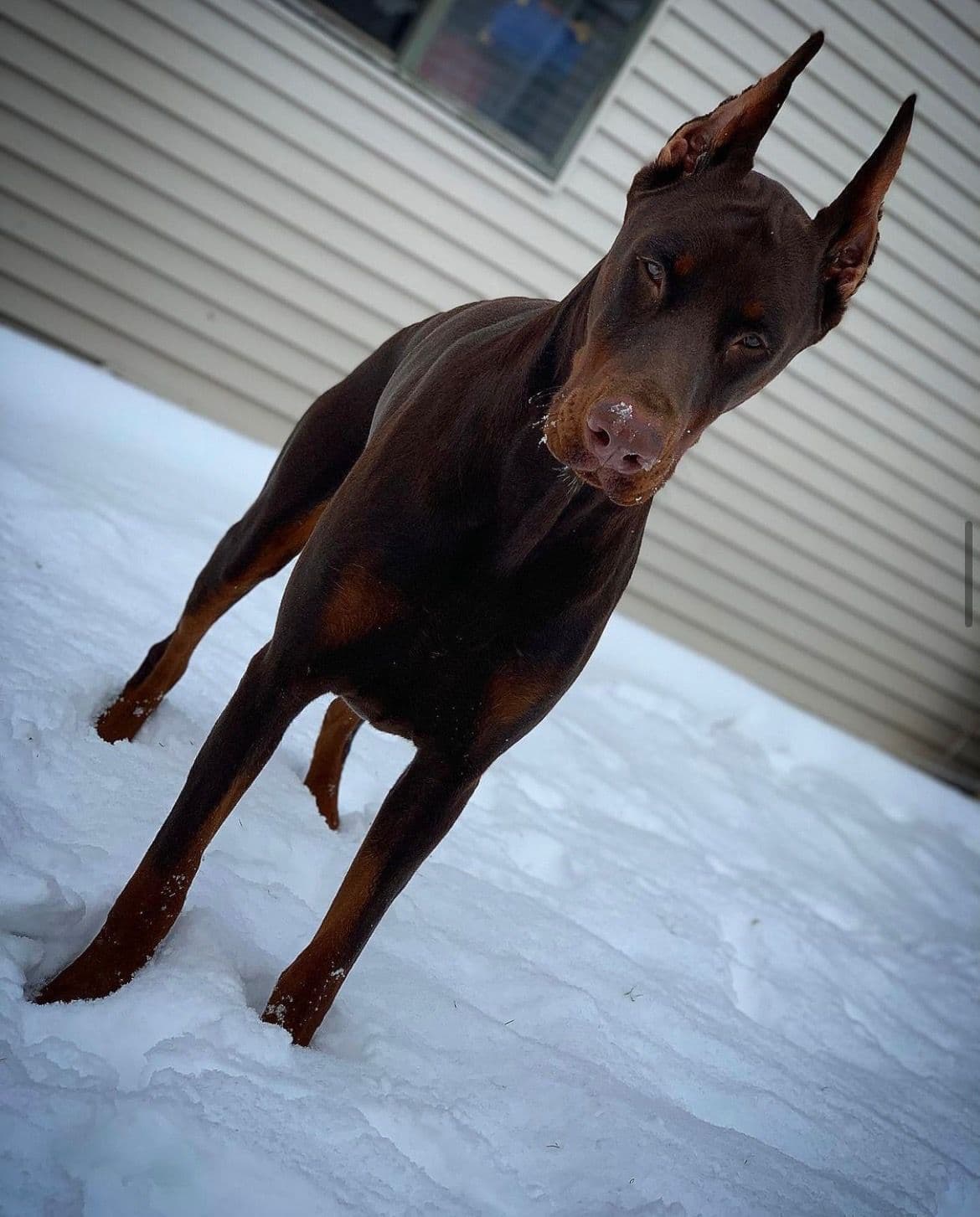 100% European Doberman Puppies Health Tested and Balanced Temperament breeder image 9
