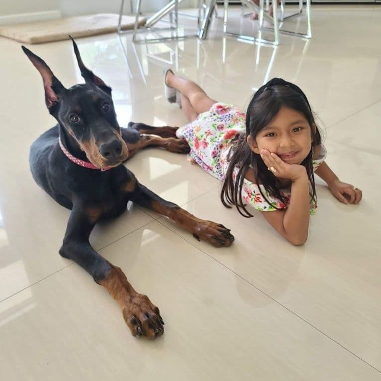 100% European Doberman Puppies Health Tested and Balanced Temperament breeder image 10