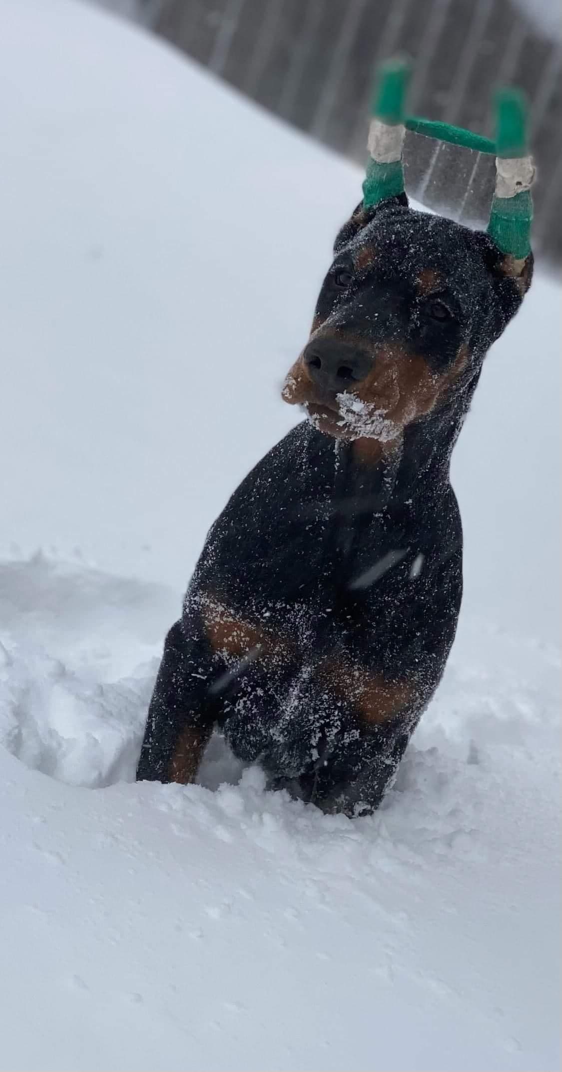 100% European Doberman Puppies Health Tested and Balanced Temperament breeder image 11