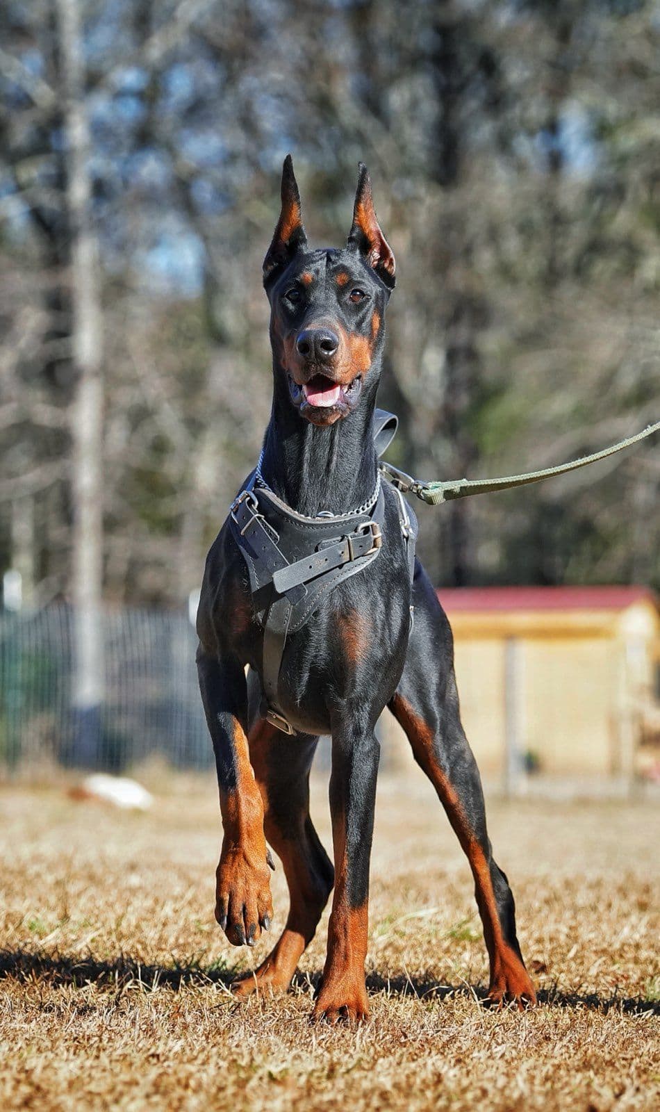 100% European Doberman Puppies Health Tested and Balanced Temperament breeder image 12