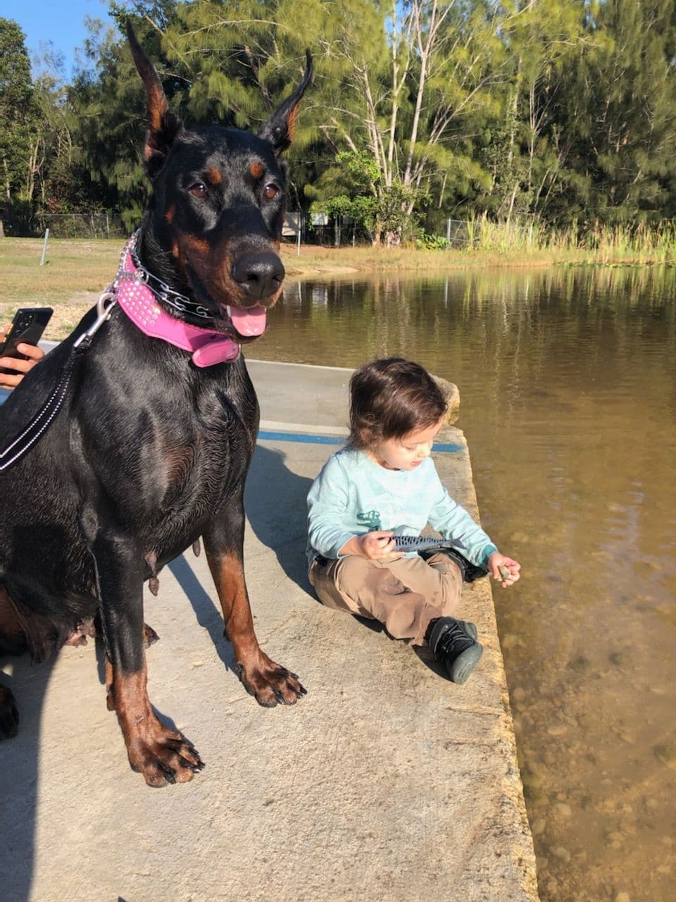 100% European Doberman Puppies Health Tested and Balanced Temperament breeder image 13