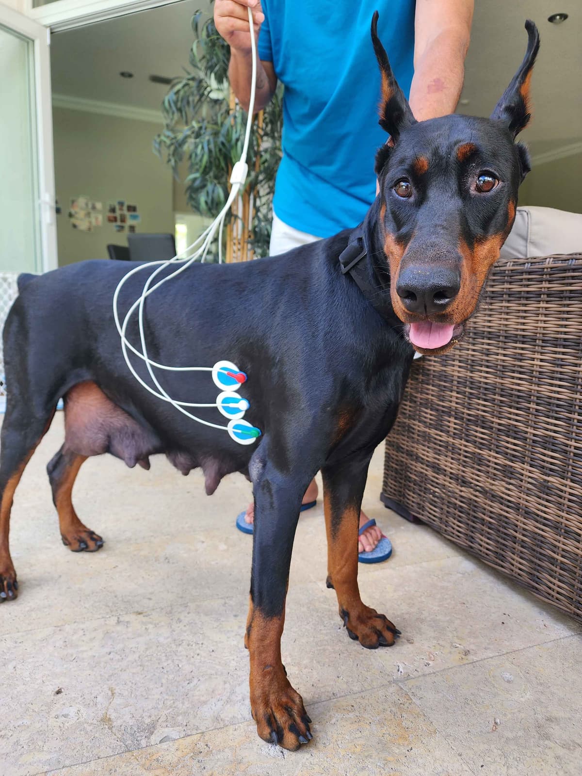 100% European Doberman Puppies Health Tested and Balanced Temperament breeder image 17