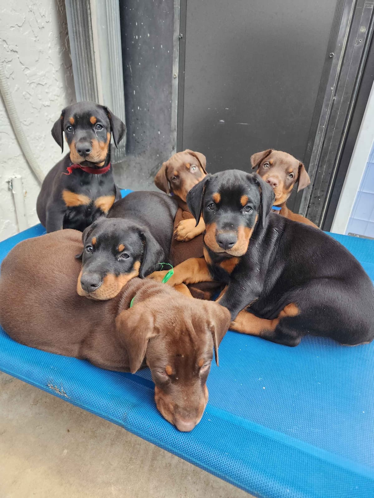 100% European Doberman Puppies Health Tested and Balanced Temperament breeder image 18