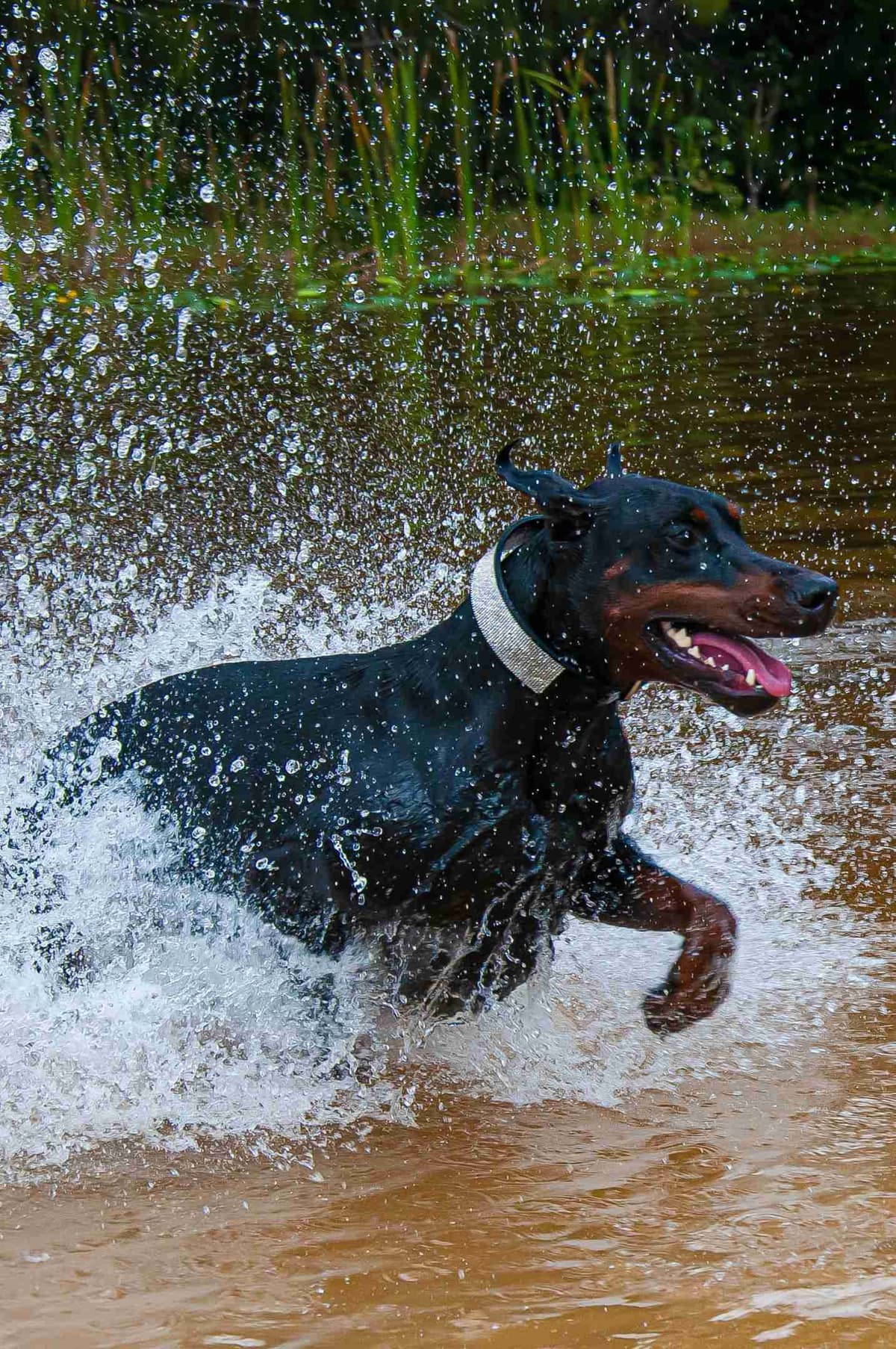 100% European Doberman Puppies Health Tested and Balanced Temperament breeder image 23