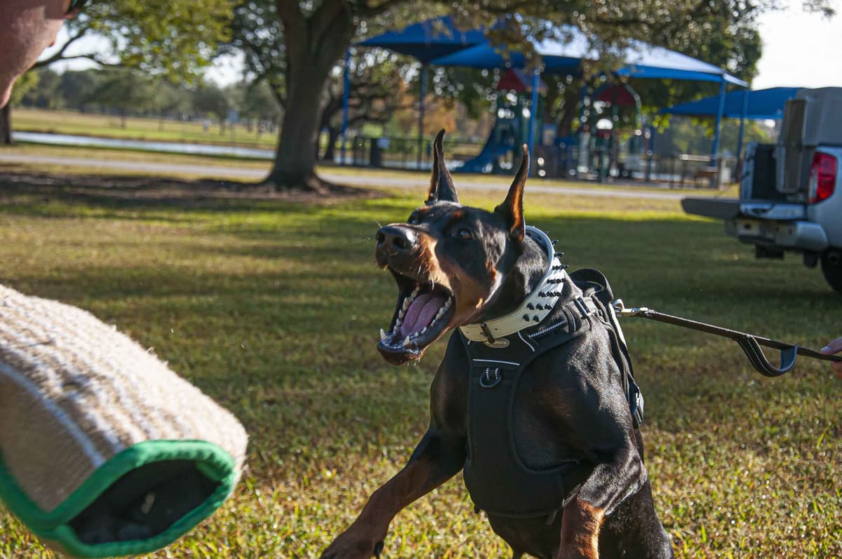 100% European Doberman Puppies Health Tested and Balanced Temperament breeder image 4