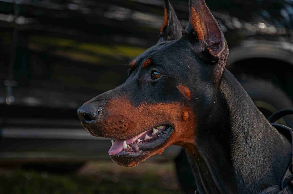 100% European Doberman Puppies Health Tested and Balanced Temperament breeder image 27
