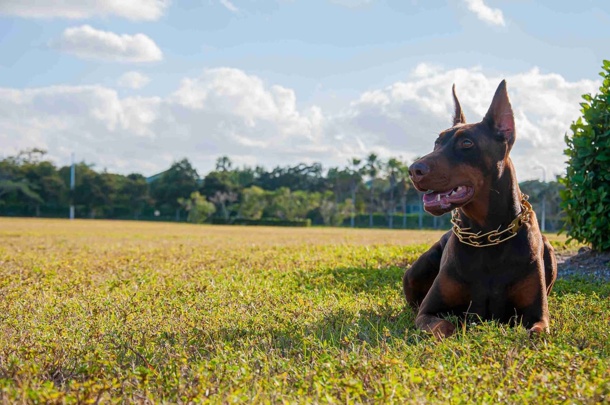 100% European Doberman Puppies Health Tested and Balanced Temperament breeder image 28