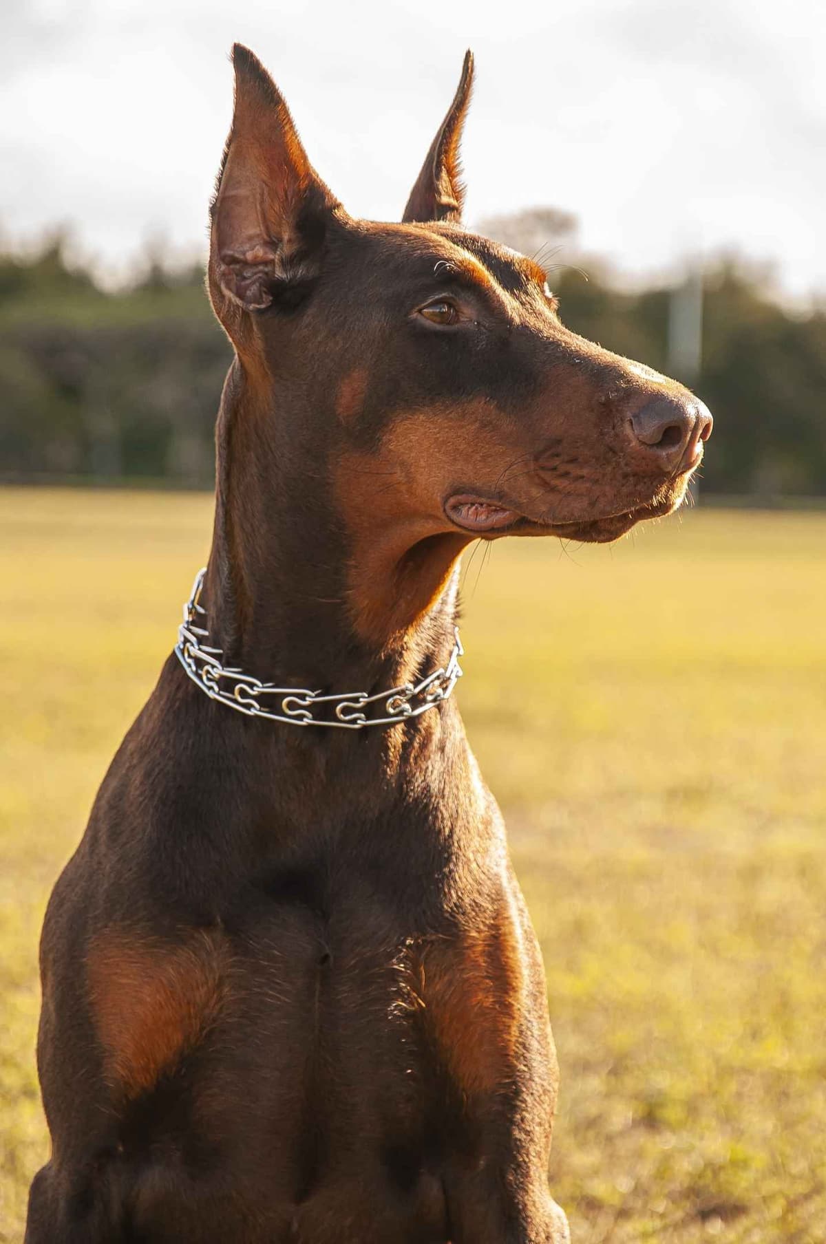 100% European Doberman Puppies Health Tested and Balanced Temperament breeder image 29
