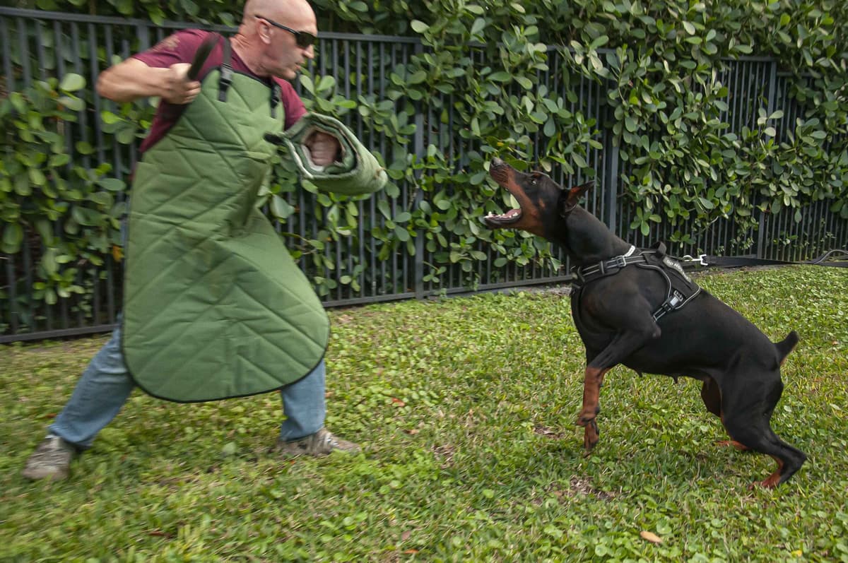 100% European Doberman Puppies Health Tested and Balanced Temperament breeder image 3