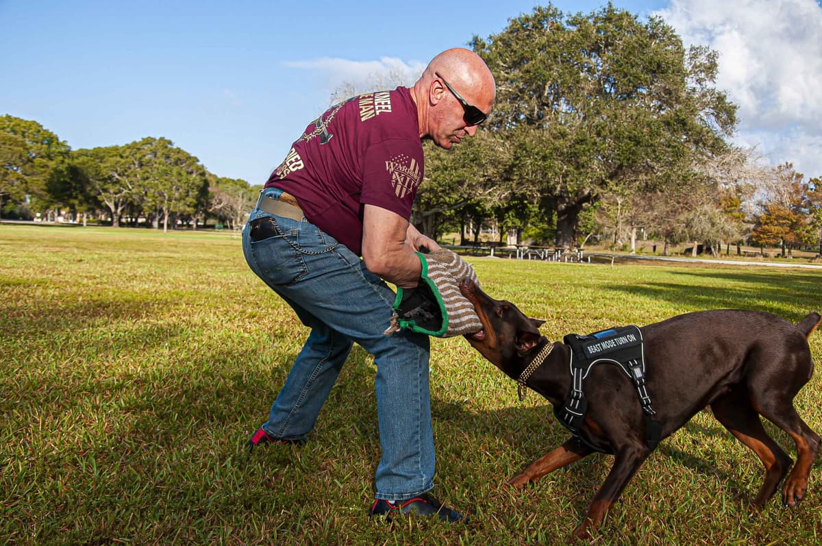 100% European Doberman Puppies Health Tested and Balanced Temperament breeder image 2