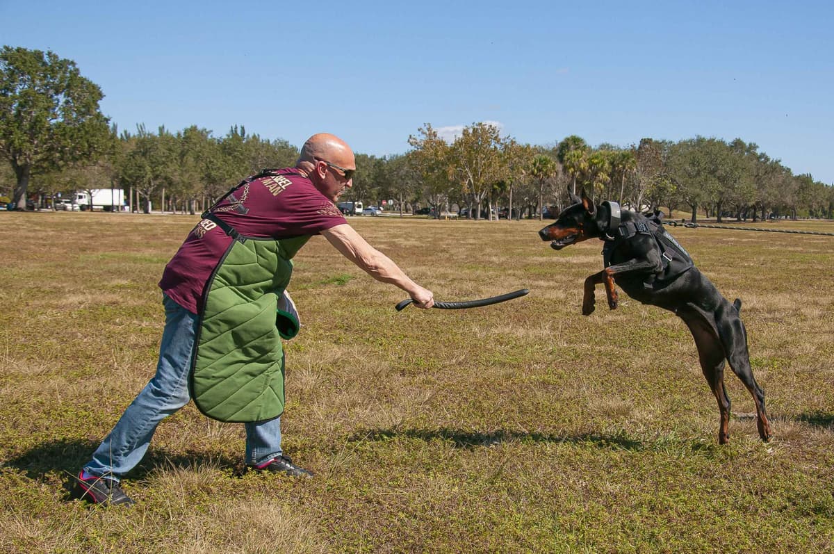 100% European Doberman Puppies Health Tested and Balanced Temperament breeder image 30