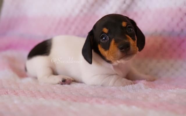 Dachshund Puppies media 3