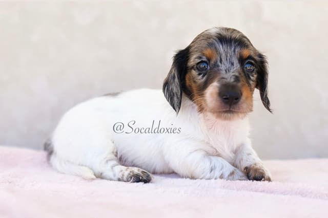 Dachshund Puppies media 2