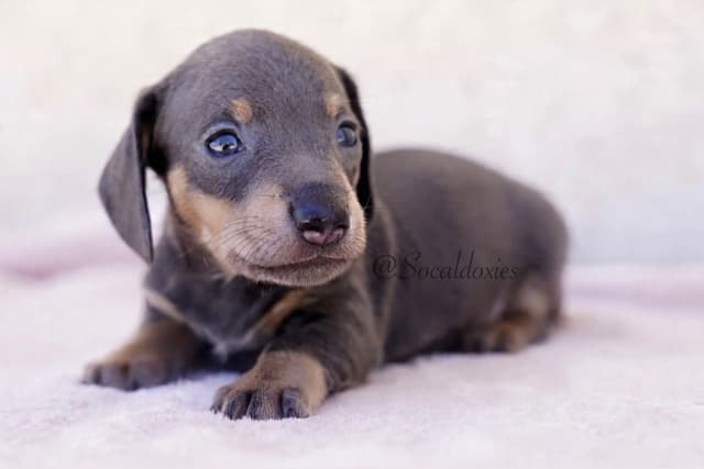 Dachshund Puppies media 3