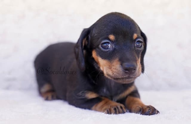 Dachshund Puppies media 4