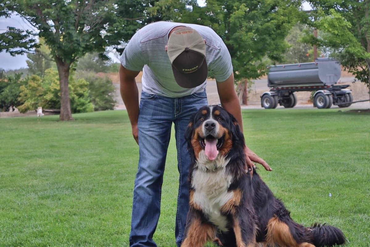 Bernese Mountain Dog Puppies breeder image 1