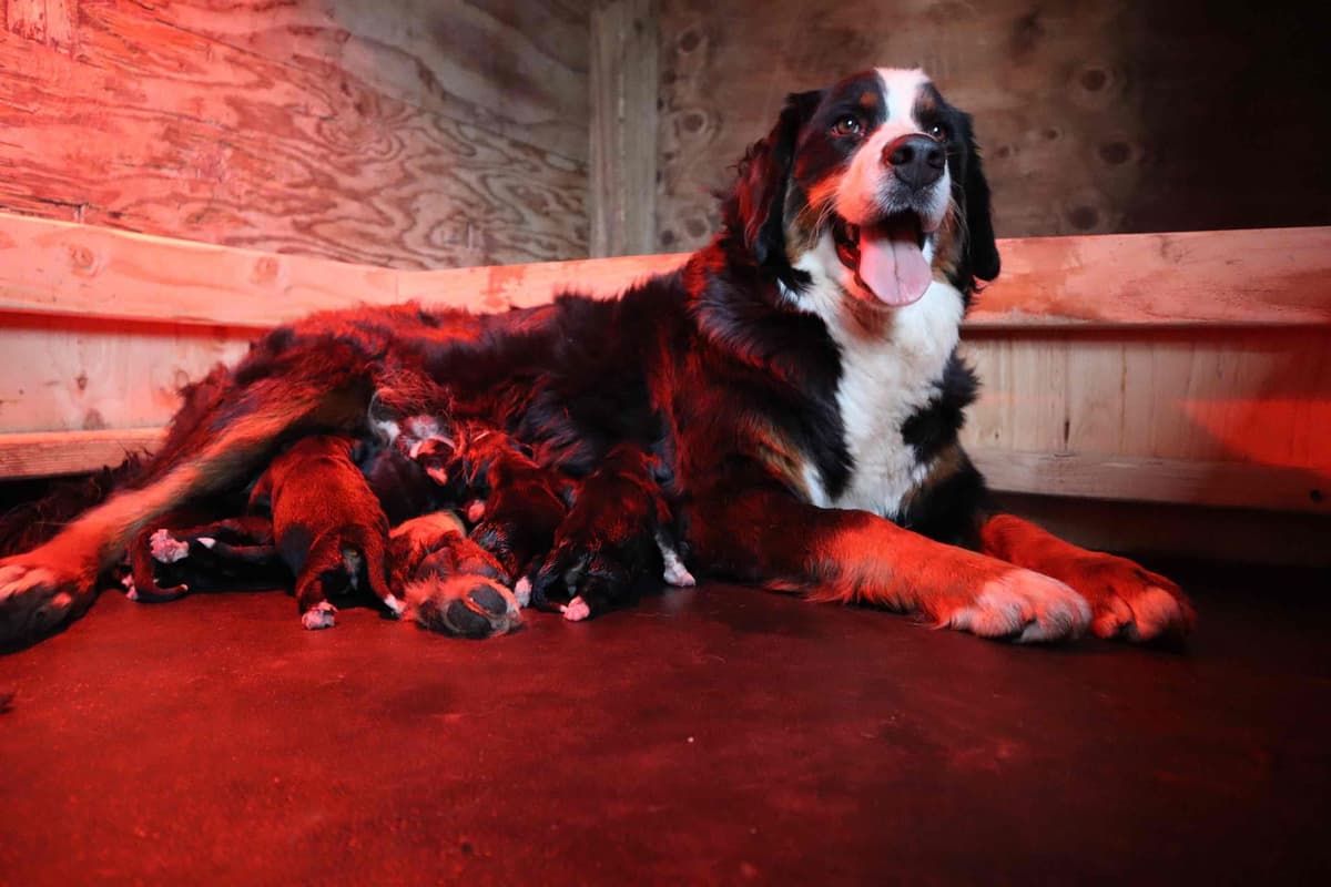Bernese Mountain Dog Puppies breeder image 2