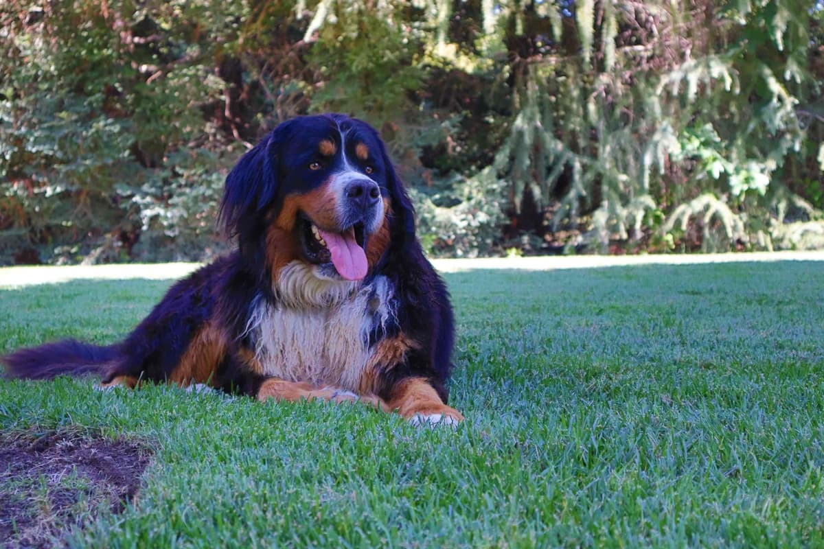 Bernese Mountain Dog Puppies breeder image 4