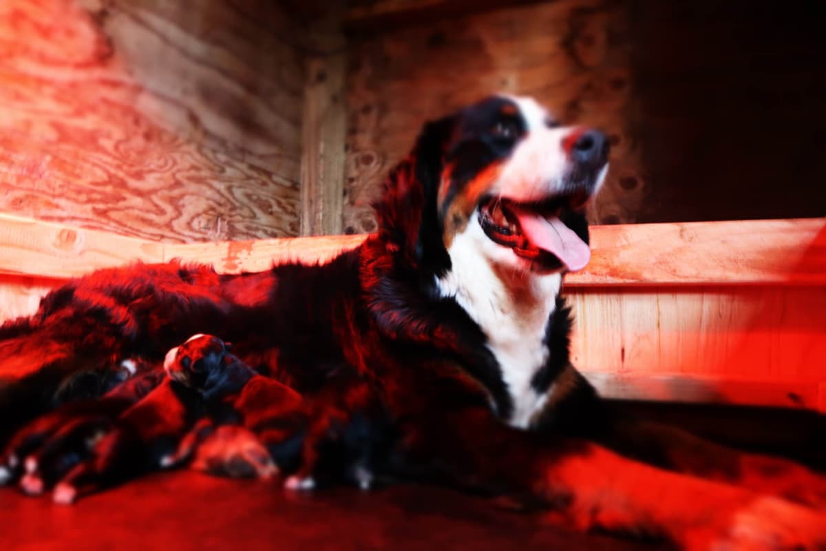 Bernese Mountain Dog Puppies breeder image 3