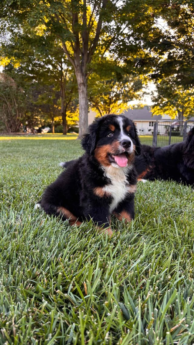 Bernese Mountain Dog Puppies media 2