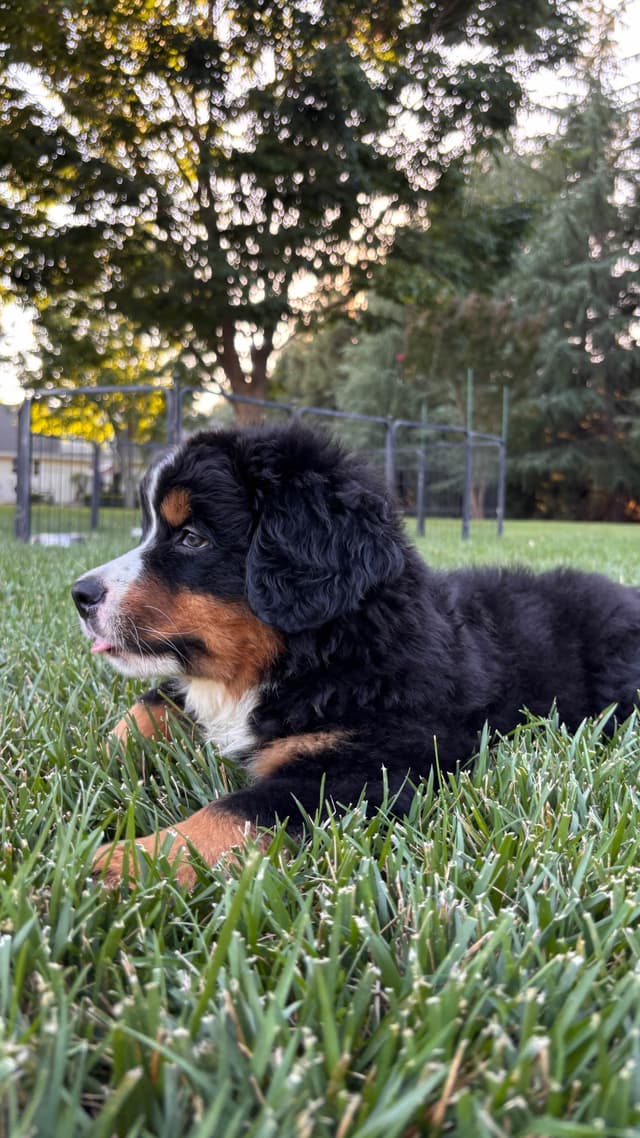 Bernese Mountain Dog Puppies media 3