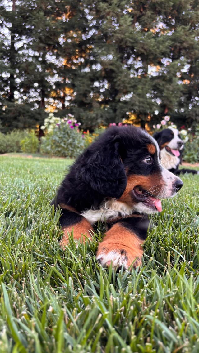 Bernese Mountain Dog Puppies media 4