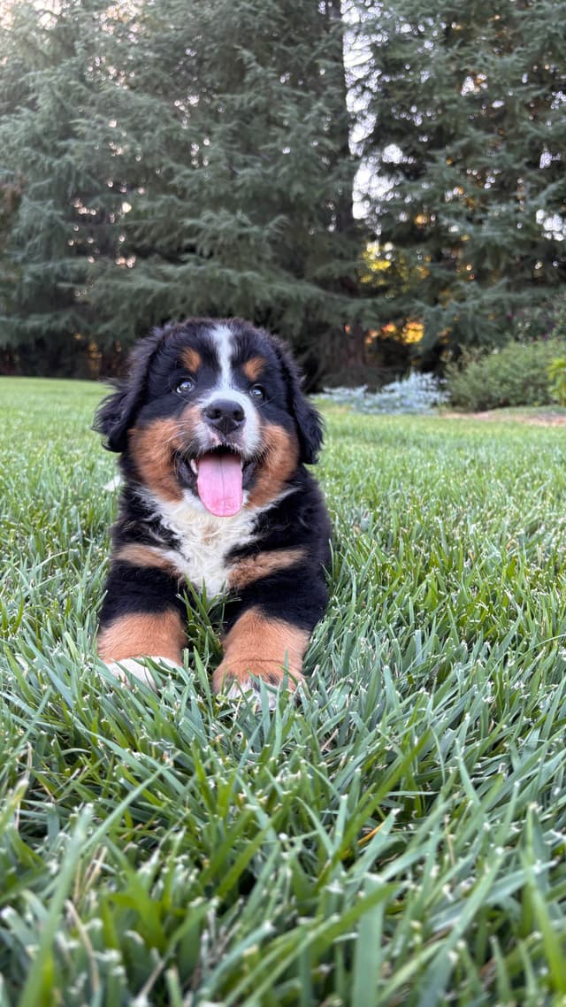 Bernese Mountain Dog Puppies media 5