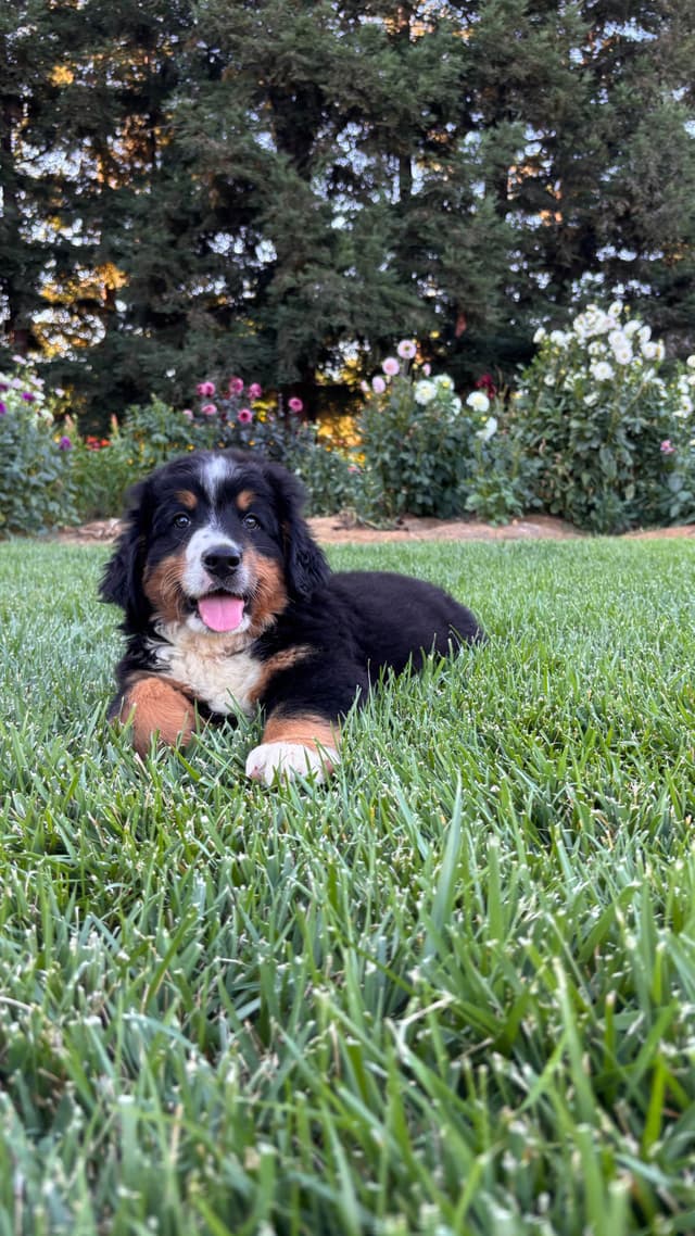Bernese Mountain Dog Puppies media 7
