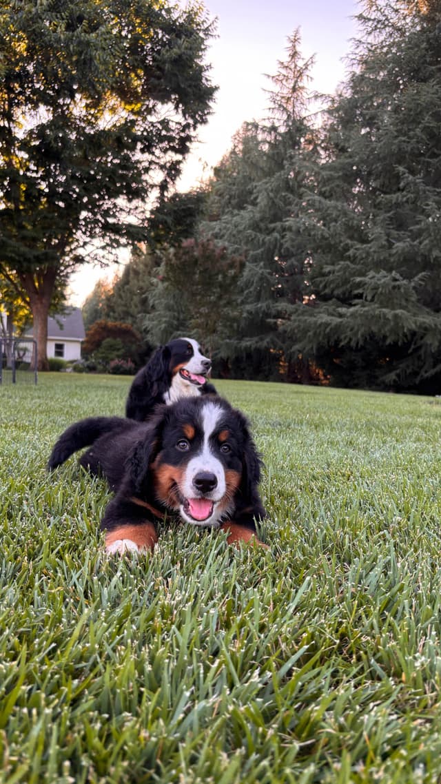 Bernese Mountain Dog Puppies media 8