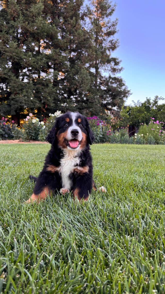 Bernese Mountain Dog Puppies media 9