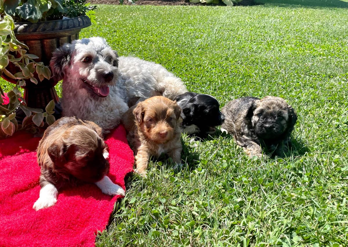Havanese Puppies❤️🐾Call 717-598-0902 breeder image 3